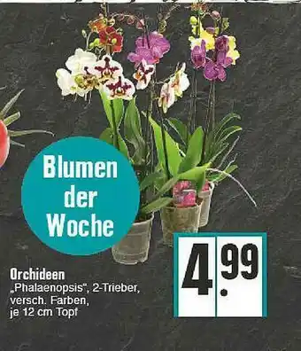 E-Center Orchideen Angebot