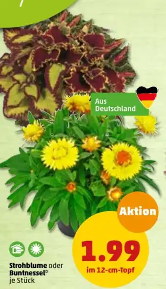 PENNY Strohblume oder Buntnessel Angebot