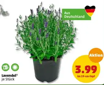 PENNY Lavendel Angebot