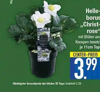 E-Center Helleborus „christrose“ Angebot