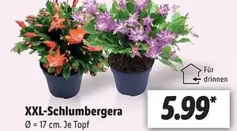 Lidl Xxl-schlumbergera Angebot