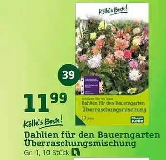 Pflanzen Kölle Dahlien für den Bauerngarten Überraschungsmischung Angebot