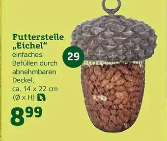 Pflanzen Kölle Futterstelle ,,Eichel" Angebot