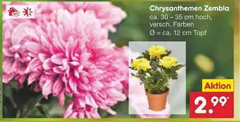 Netto Marken-Discount Chrysanthemen zembla Angebot