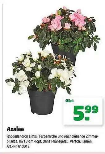 Floraland Azalee Angebot