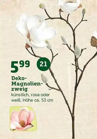 Pflanzen Kölle Deko Magnolienzweig Angebot