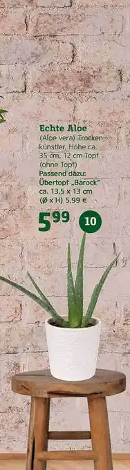 Pflanzen Kölle Echte Aloe Angebot