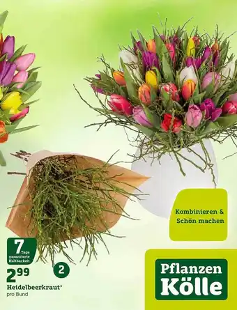 Pflanzen Kölle Heidelbeerkraut Angebot