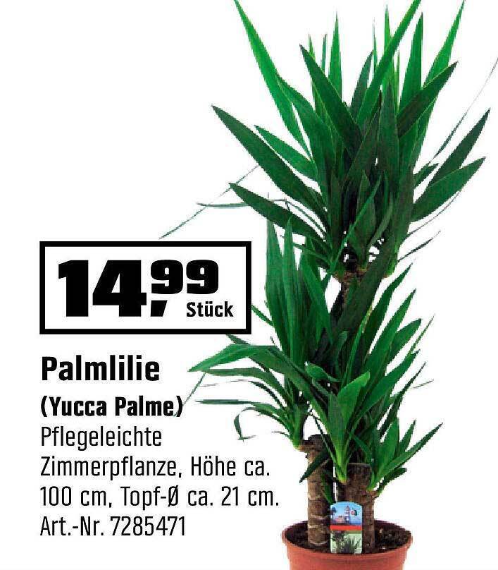 Palmlilie (Yucca Palme) Angebot bei OBI