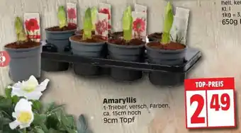 Edeka Amaryllis 9cm Topf Angebot