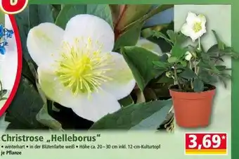 Norma Christrose „helleborus“ Angebot