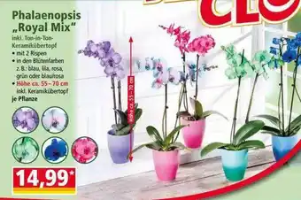 Norma Phalaenopsis „royal mix“ Angebot