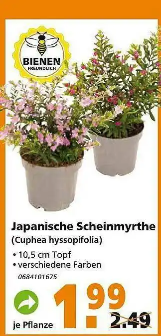 Globus Baumarkt Japanische Scheinmyrthe Angebot