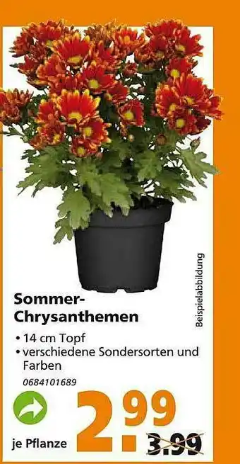 Globus Baumarkt Sommer-chrysanthemen Angebot