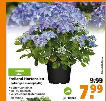 Globus Baumarkt Freiland-hortensien Angebot