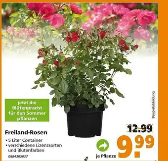 Globus Baumarkt Freiland-rosen Angebot