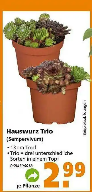 Globus Baumarkt Hauswurz Trio Angebot