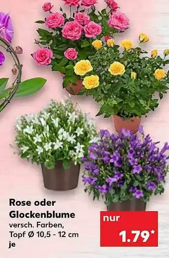 Kaufland Rose Oder Glockenblume Angebot