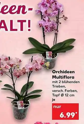 Kaufland Orchideen Multiflora Angebot