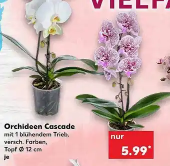 Kaufland Orchideen Cascade Angebot