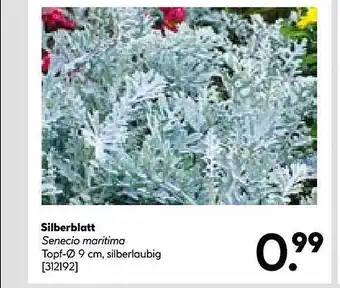 Hellweg Silberblatt senecio maritima Angebot