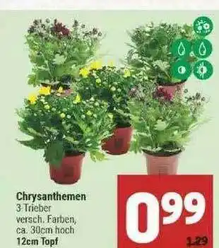 Marktkauf Chrysanthemen Angebot