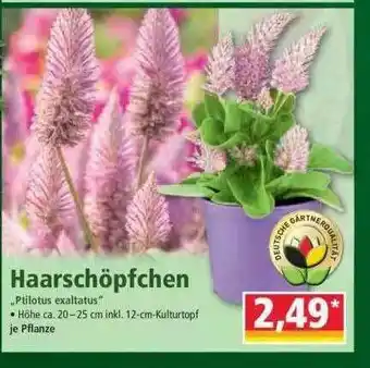 Norma Haarschöpfchen Angebot