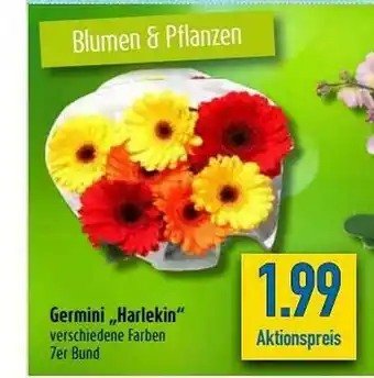 diska Germini „harlekin” Angebot