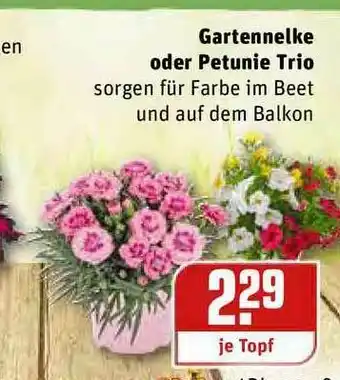 REWE Kaufpark Gartennelke Oder Petunie Trio Angebot