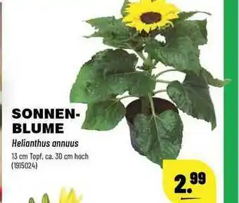 Leitermann Baumarkt Sonnenblume Angebot