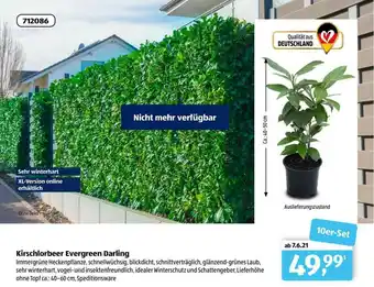 Aldi Süd Kirschlorbeer Evergreen Darling Angebot