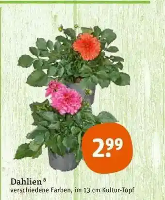 tegut Dahlien Angebot