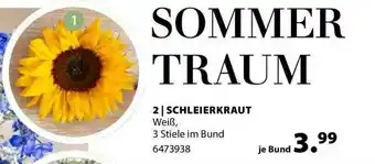 Dehner Schleierkraut Angebot