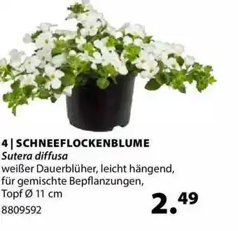 Dehner Schneeflockenblume Angebot