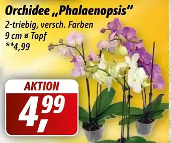 Simmel Orchidee Phalaenopsis Angebot