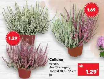 Kaufland Calluna je Angebot