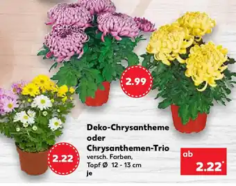 Kaufland Deko-Chrysanthemen oder Chrysanthemen-Trio je Angebot