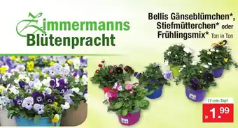 Zimmermann Bellis Gänseblümchen Stiefmütterchen oder Frühlingsmix Angebot