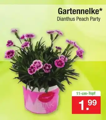 Zimmermann Gartennelke Angebot