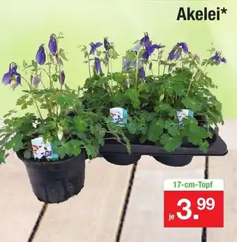 Zimmermann Akelei Angebot