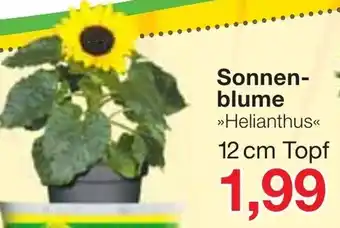 Jawoll Sonnenblume Angebot