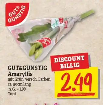 NP Discount Gut & Günstig Amaryllis Topf Angebot