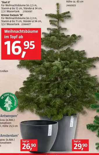 Bauhaus Weihnachtsbäume Angebot