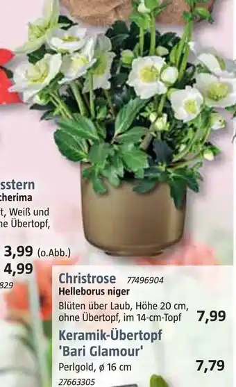 Bauhaus Christrose Angebot