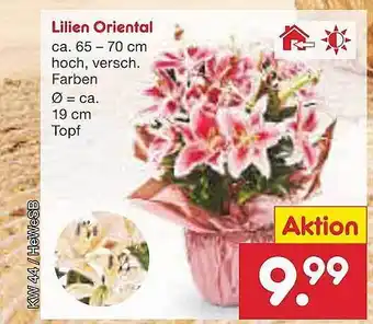 Netto Marken-Discount Lilien oriental Angebot