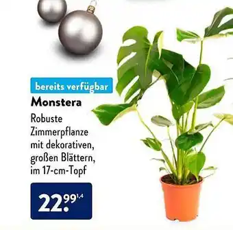 Aldi Süd Monstera Angebot