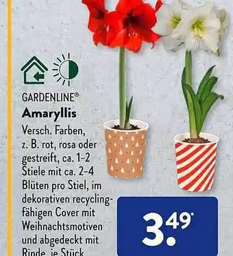 Aldi Süd Gardenline amaryllis Angebot