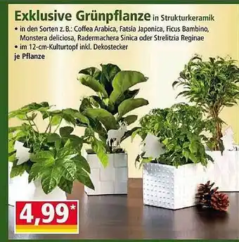 Norma Exklusive grünpflanze Angebot