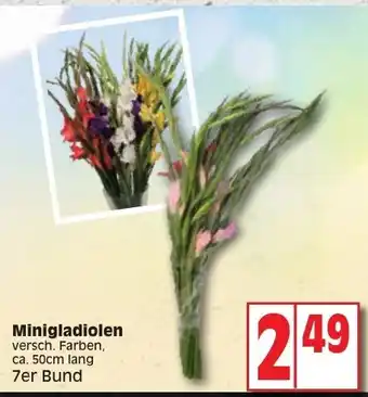 Edeka Minigladiolen Angebot