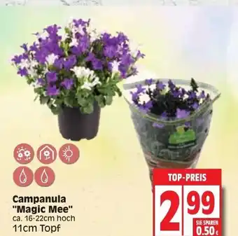 Edeka Campanula Magic Mee Angebot